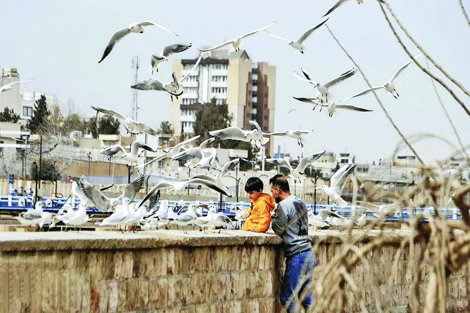 پرندگان مهاجر