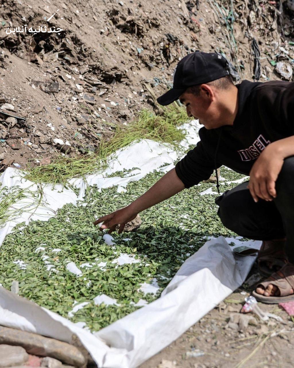 قحطی تنباکو در غزه