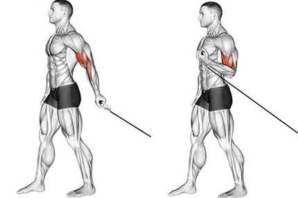 آموزش حجم‌دهی و فرم‌دهی عضله دوسر بازویی