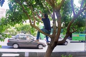 توت‌های خیابانی؛ دام شیرین برای سلامتی شما