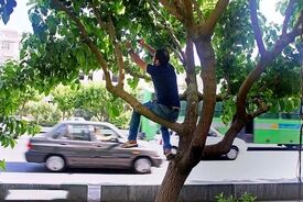 توت‌های خیابانی؛ دام شیرین برای سلامتی شما