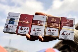 عکس | جنگ غزه و قحطی تنباکو؛ سیگاری‌ها ناگزیر به «ملوخیه» پناه بردند