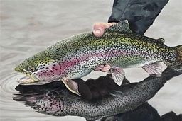 قیمت قزل‌آلا ریخت؛ هر کیلو ۳۵۰ هزار تومان