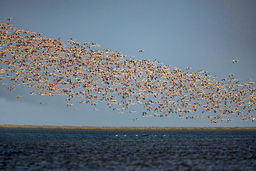 قابی از پرواز و رنگ | تصاویری زیبا از پرندگان مهاجر در شمال و جنوب ایران