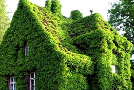 گیاهان هم در کنار هم قوی‌تر می‌شوند