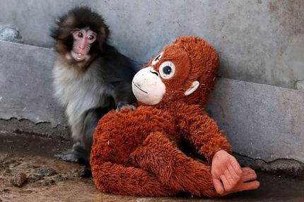 از پانچ تا شامپانزه ارم؛ وقتی دلسوزی بدون درک، به تراژدی ختم می‌شود