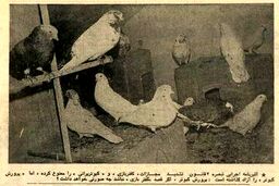 مقررات کفتر پرانی تصویب شد؛ بهمن ۵۴